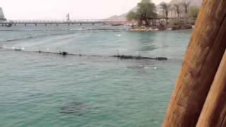 Ruti Ahtonee diving at the Dolphin Park in Eilat