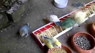 inside my Walk in flight cage with my lovebirds