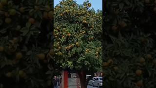 Апельсины на улицах Аланьи.