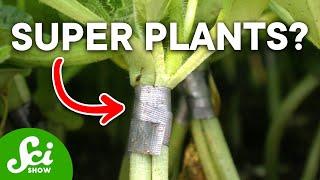 How Plant Grafting Actually Works and Why Its So Cool
