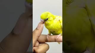 Baby budgie cant stop nibbling on my thumb 