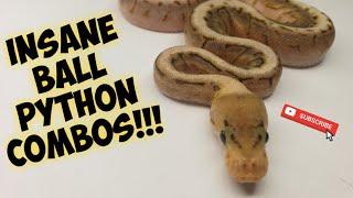 INSANE Ball Python combos Where did this come from??