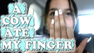 A Cow Ate My Finger WK 452 Bratayley