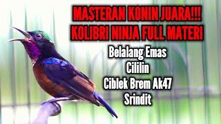 MASTERAN KOLIBRI NINJA TERBAIK FULL ISIAN TAJAM NYARING JERNIH TEMBAKAN ISTIMEWA AMPUH BIKIN GACOR