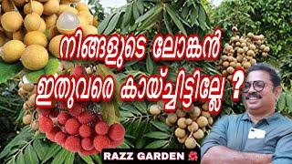 നിങ്ങളുടെ ലോങ്കൻ ഇതുവരെ കായ്ച്ചിട്ടില്ലേ ? Forcing the longan tree for  bearing fruit and blooming