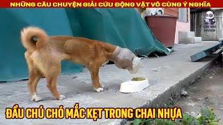 Giải cứu hai chú chó con mắc kẹt trong ống thoát nước  Review Con Người và Cuộc Sống