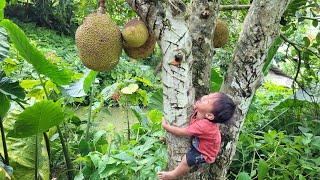Single Mother - Ly Thi Huong Help the Orphan Girl Harvest jackfruit for Sale.