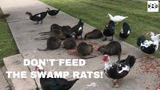 Dont feed the swamp rats at Krauss Baker Park