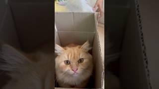 Paket  #viral #fypshorts #vlog #gemoy #trending #viral #sarahardhelia