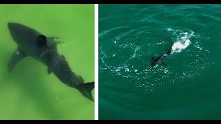 Great White Shark Strikes at Fish Near SurfersPelican Spooks Another