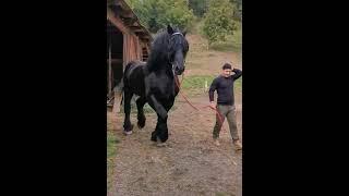 A giant Friesian horse