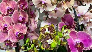 Обзор поставки орхидей #1330 мая 2024 г. орхидеи почтойфаленопсискупить орхидею