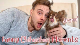 Funny and Candid Chihuahua Moments