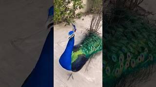 khubsorat moor#bird #peacock #indianpeafowl #beautifulbirds #peacockbeauty #wawo #wildbird