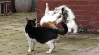 Cat Fight Compilation Video  4K