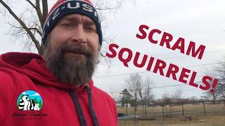 Squirrel Deterrents What Really Works?