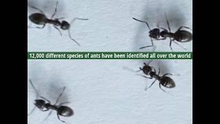 What are ants?