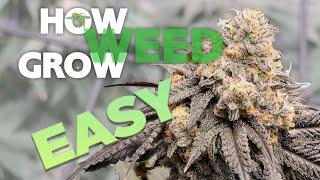 HOW TO GROW WEED EASY COMPLETE GUIDE for Beginners - Indoor Cannabis - 2023 UPDATED