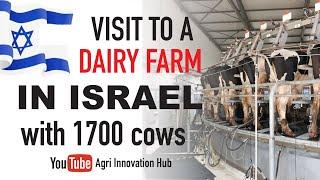 Visiting Afi Dairy Farm in Israel and saw how 956 cows are producing 37000 liters Daily