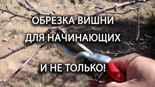 Обрезка плодовых деревьев для начинающих. Обрезка вишни осенью