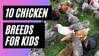 10 CHICKEN BREEDS FOR KIDS