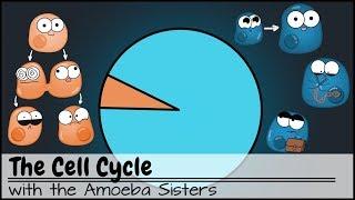 The Cell Cycle and cancer Updated