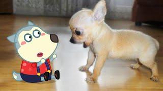 Little Cute Puppy vs Tiny Wolfoo  Wolfoo in Real Life  Funniest Cats And Dogs Videos