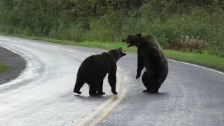 Epic grizzly bear fight