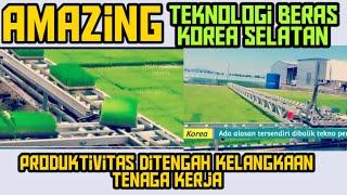 Sumpah Teknologi Canggih Tanam Beras Korea Selatan  Teknologi Beras Korea Selatan Indonesia Tiru?