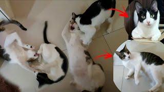 Funny Cats always playing fighting everyday  CatsLifePH