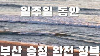 부산 여행 vlog 일주일 동안 송정에만 머물며 송정 맛집 뽀개기  송정집  낙불집  캡슐 열차  수림식당  더가마 