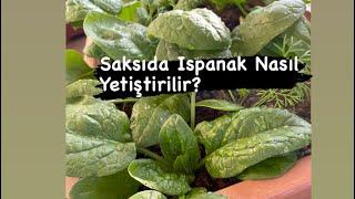 SAKSIDA ISPANAK NASIL YETİŞTİRİLİR? Tüm Püf Noktalarıyla ‍