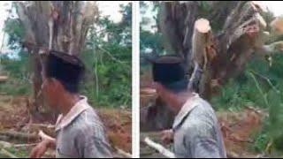 Heboh Video Pohon Tumbang di Area Pemakaman Bisa Berdiri Sendiri