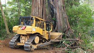 CAT D6R XL Bulldozer Operator Tries to Push Big Tree Here’s What Happened