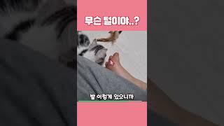 무슨 털이야?  #유머 #버튜버 #버츄얼