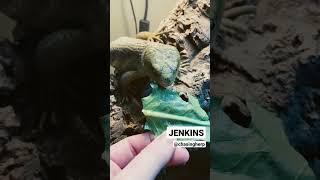 Meet Jenkins the monkey tail skink