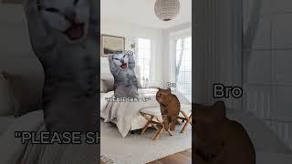 CAT MEMES  LIFE WITH ANNOYING SIBLING #relatable #cat #catmemes #catvideos #shorts