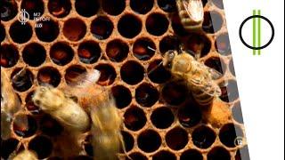 Hogyan készül a méz? Mézerdő Méhészet