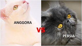 5 Perbedaan kucing Anggora Vs Kucing Persia