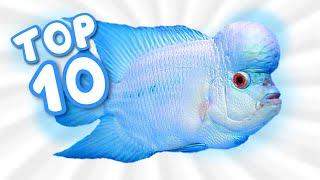 Top 10 Most Amazing Flowerhorn Fish