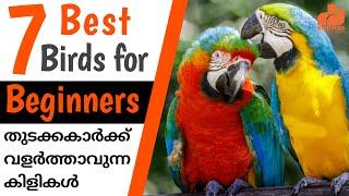 7 Best Pet Birds for Beginners  Malayalam  MY PET PLANT