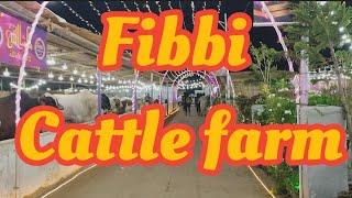 Fibbi Cattle farm updates Aray bhaiya maza hi Agaya fibbi cattle farm #bakraeidspecial #fibbi