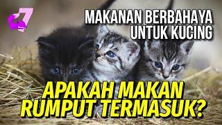 15+ JENIS MAKANAN BERBAHAYA UNTUK KUCING WASPADA  EKOR7