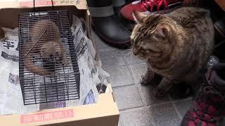 イタチを初めて見た猫の反応、Cats reaction to seeing Weasel for the first time