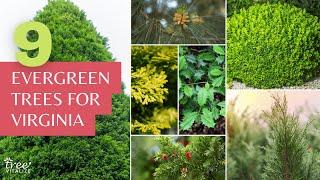 9 Evergreen Trees to Grow in Virginia for Shade & Privacy