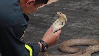 Fireman Shows How To Catch A Cobra With Bare Hands