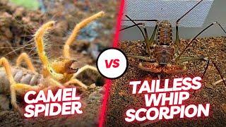  Arachnid Duel Witness the Intense Encounter Between the Tailless Whip Scorpion and Camel Spider