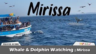 Whale & Dolphin Watching Mirissa -TRIP PISSO  Travel Vlog #55