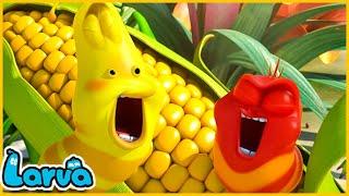 LARVA SEASON 1 EPISODE 584700  HILARIOUS CARTOON  MEMES  LARVA TERBARU 2024