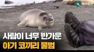 어미와 이별 후 첫 독립한 아기 코끼리물범 낯선 사람들 만나자 보인 반응